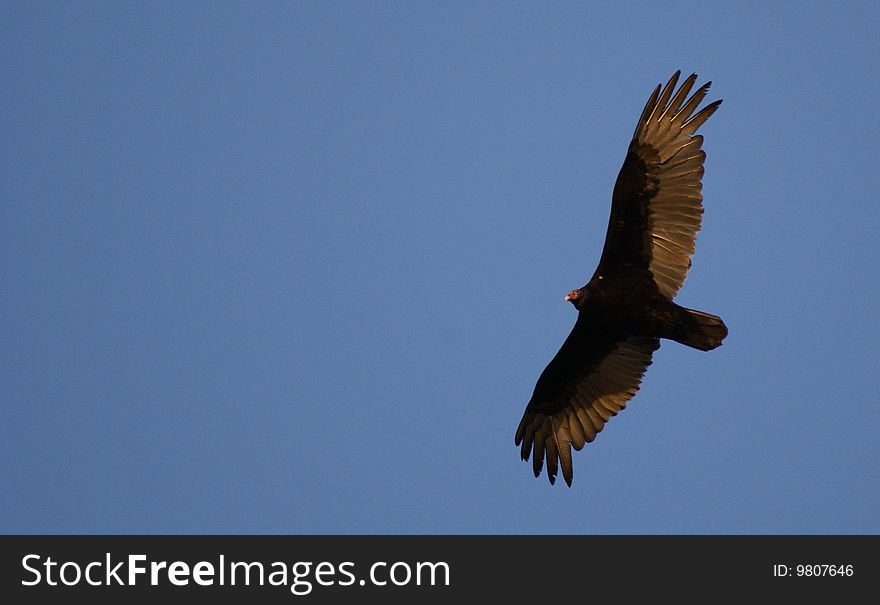 Turkey vulture soaring over Illinois in early spring.