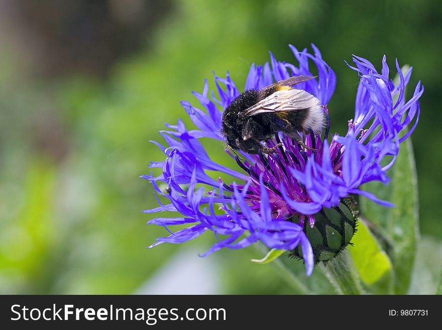Blue flower with working bumblebee