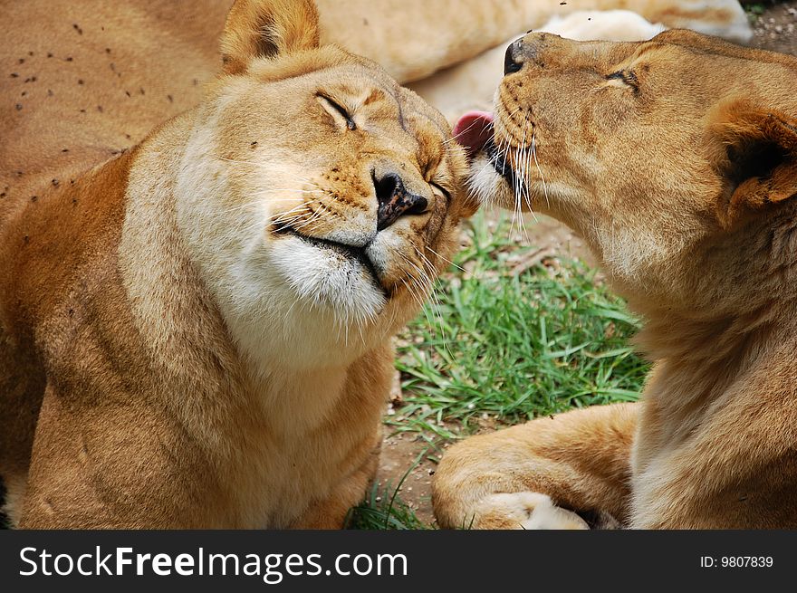 Lion Licking Other Lion