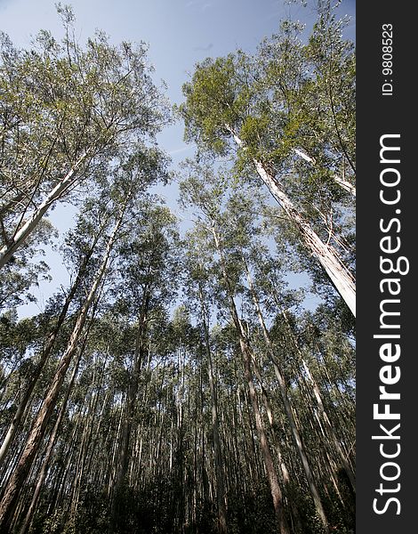 Eucalyptus plantation for paper industries