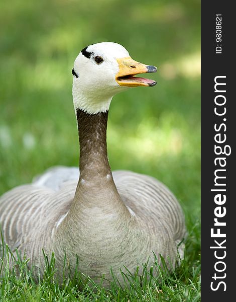 Goose resting on the green grass. Goose resting on the green grass