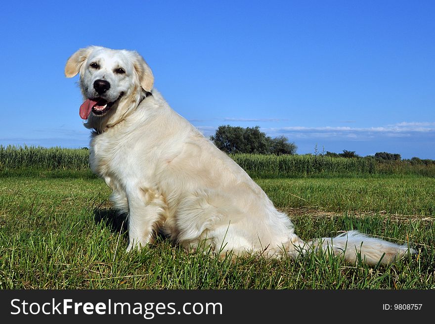 Golden retriever sitting in the grass