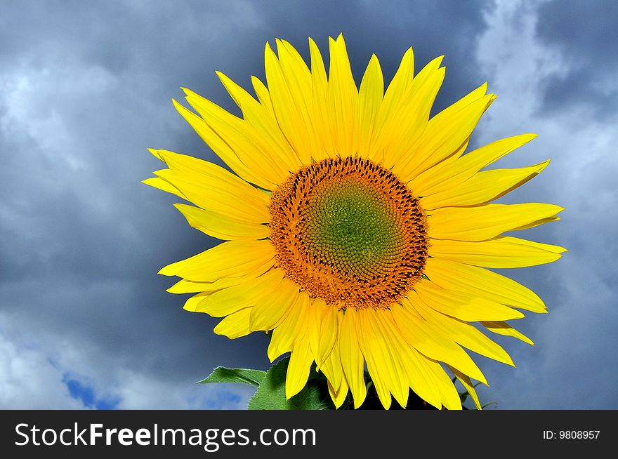 Big romantic sunflower before a storm