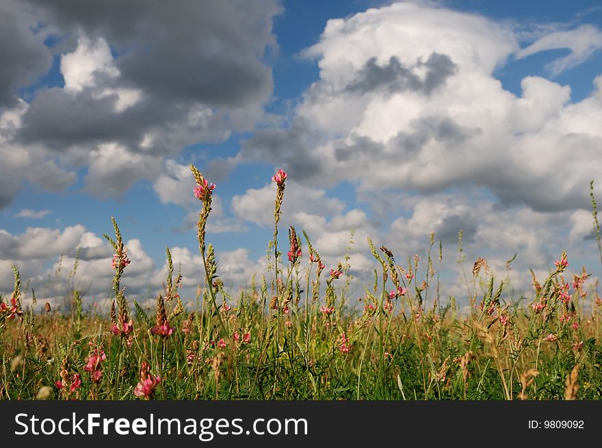Blooming wildflowers against blue cloudy sky