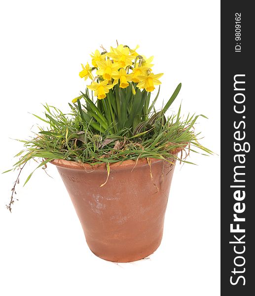 Spring daffodils in a plant pot in a studio