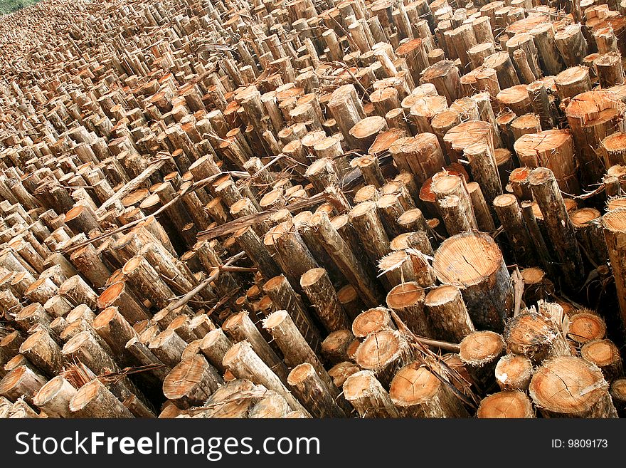 Cut logs stacked for industries. Cut logs stacked for industries