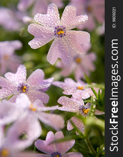 Vivid pink flowers macro background