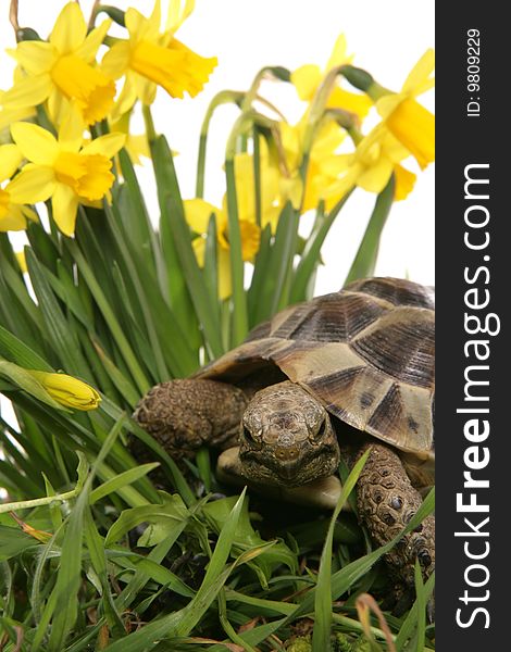 Hermann tortoise in daffodils portrait in a studio
