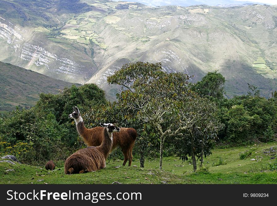 Llamas in the andes in Peru
