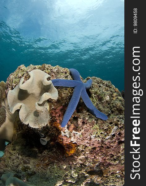 Blue Sea Star (Linckia laevigata) on a coral head underwater with the partly cloudy sky visible obove the water's surface. Blue Sea Star (Linckia laevigata) on a coral head underwater with the partly cloudy sky visible obove the water's surface.