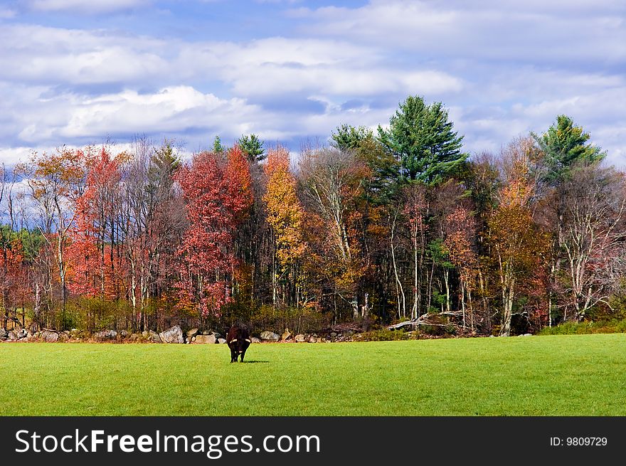 Bull grazing in a field in New England in the Fall. Bull grazing in a field in New England in the Fall