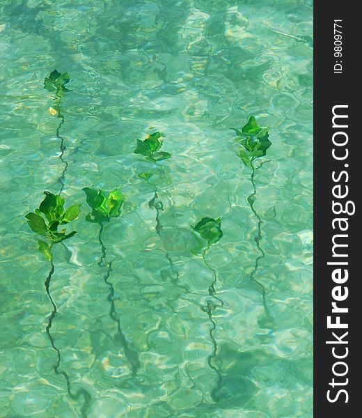 Young green mango trees under water in a tropical sea at high tide