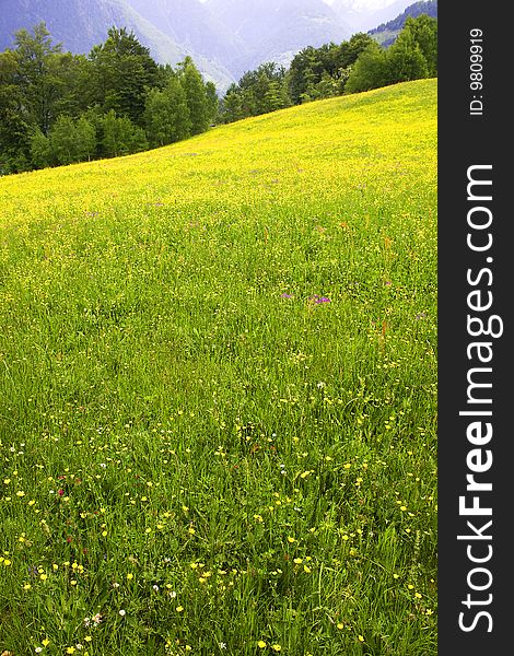 Meadow with yellow flowers and woods. Meadow with yellow flowers and woods