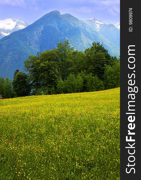 Meadow with yellow flowers and woods. Meadow with yellow flowers and woods