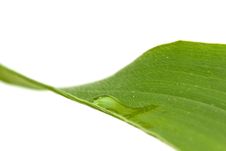 Big Leaf With Water Drops Royalty Free Stock Photos