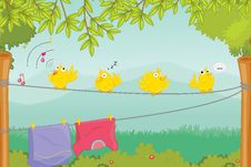 Birds Royalty Free Stock Images Birds Royalty Free Stock Images