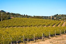 Vineyards Stock Images Vineyards Stock Images