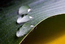 Big Leaf With Water Drops Royalty Free Stock Photo
