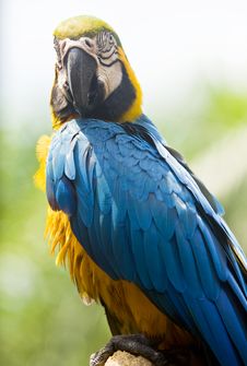 Blue And Yellow Macaw Stock Images