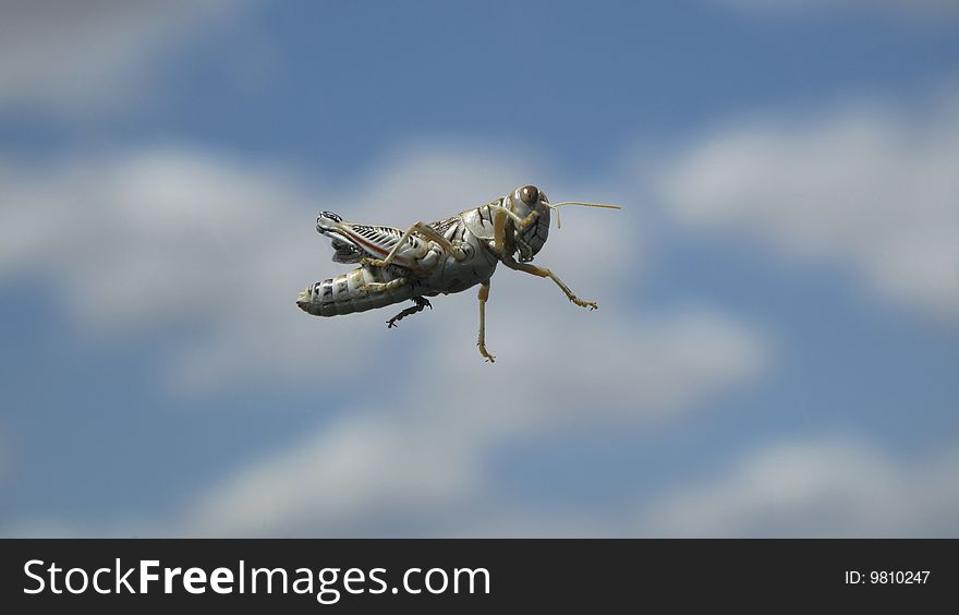 Giant grasshopper insect against blue sky with clouds. Giant grasshopper insect against blue sky with clouds.