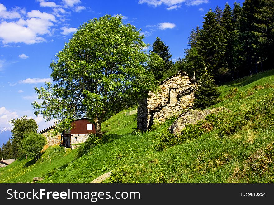 Meadow with flowers