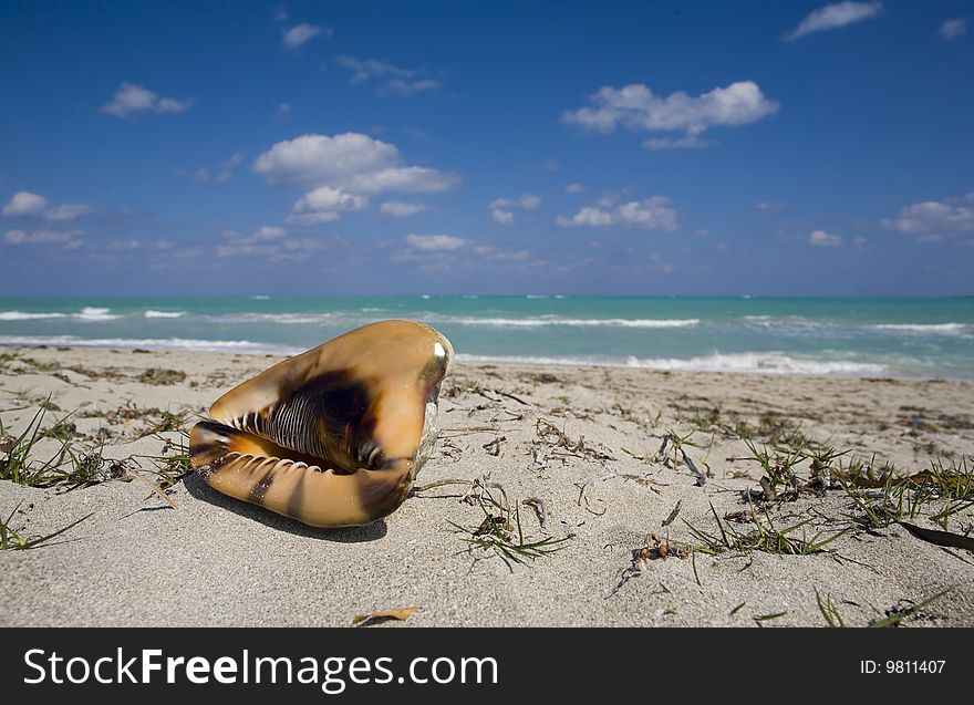 Coquilage on the beach over blue sea and blue sky. Coquilage on the beach over blue sea and blue sky