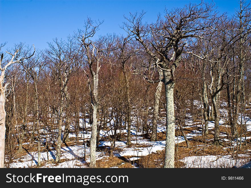 Bare trees in winter against blue sky. Snow on the ground. Bare trees in winter against blue sky. Snow on the ground.