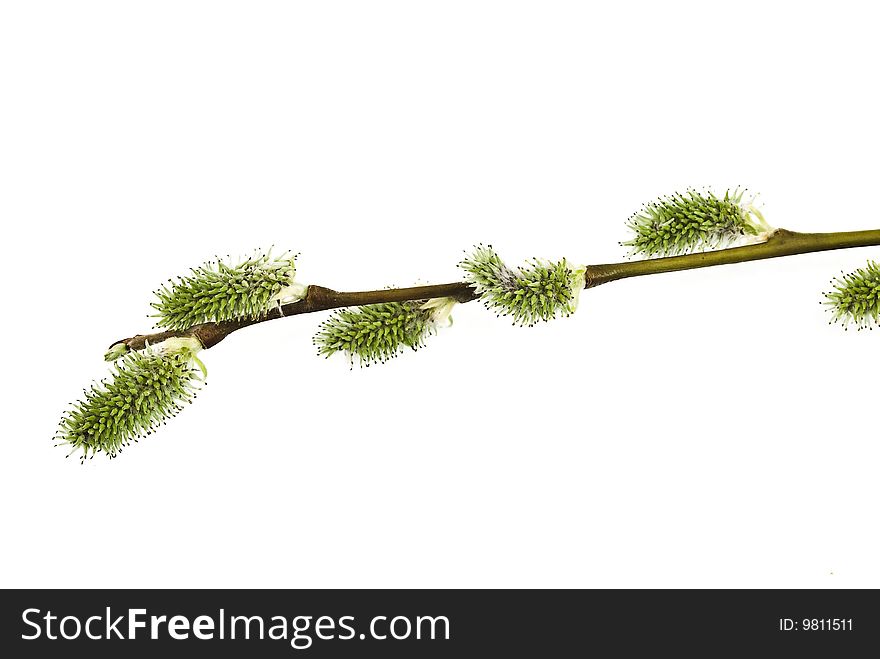 Branch of willow on white background