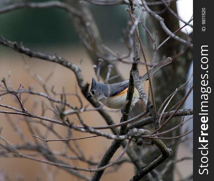Tufted Titmouse bird sitting on bare tree branches. Tufted Titmouse bird sitting on bare tree branches.