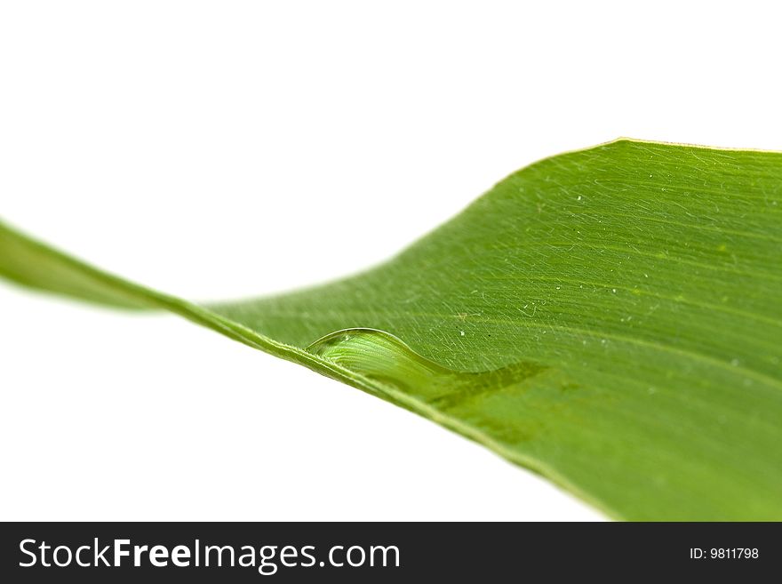 Big leaf with water drops.
