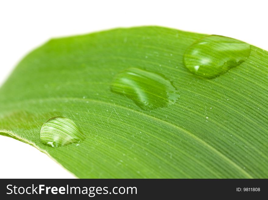 Big leaf with water drops.