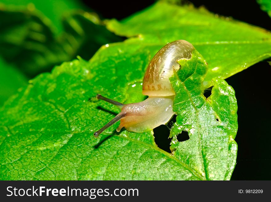 Small snail on the leaf