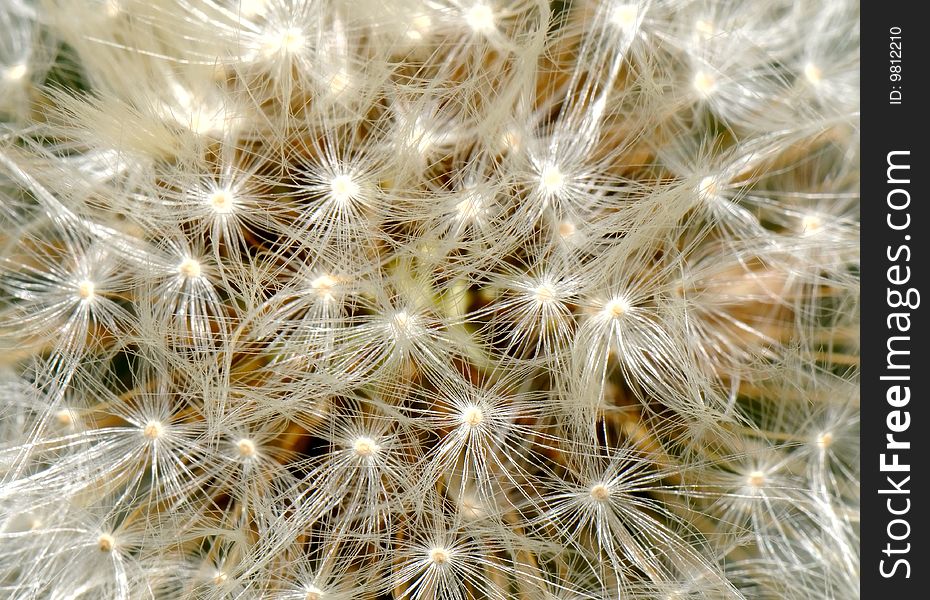 The close-up image of dandelion