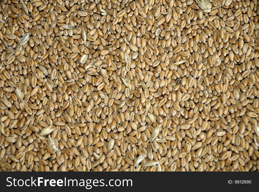 Backgraund of the wheat grains. Backgraund of the wheat grains