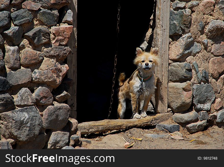 A dog watching at the door of a village house. A dog watching at the door of a village house
