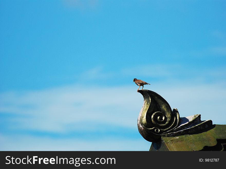 Little bird on the roof