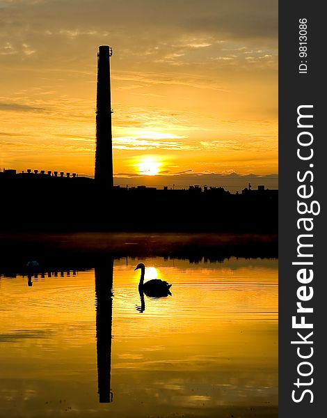 Swan floating on a background works