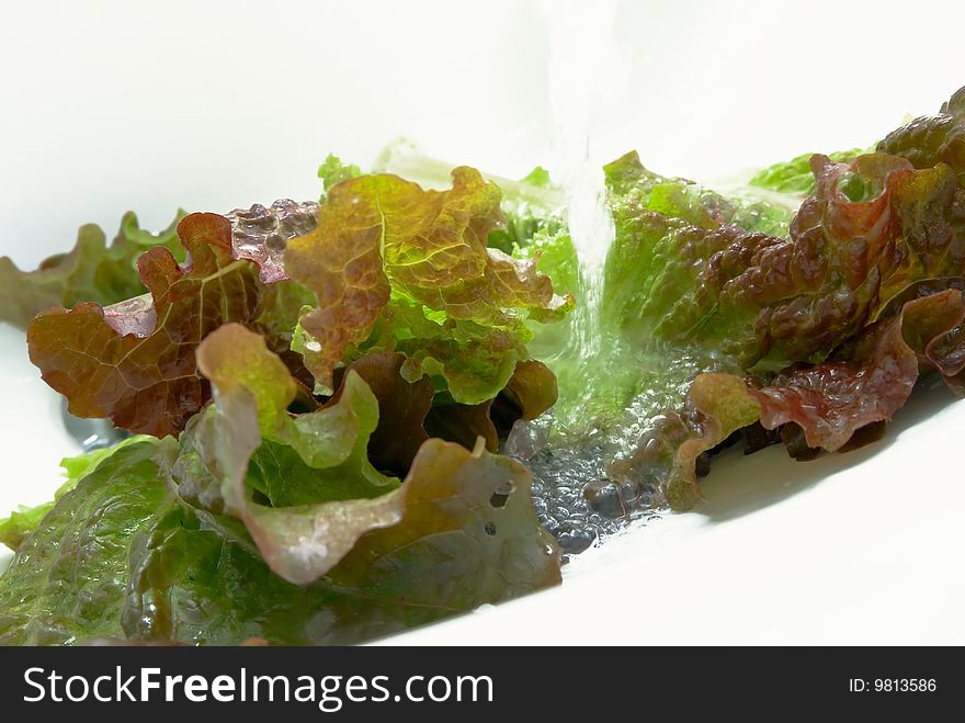 Red and green cabbage with water