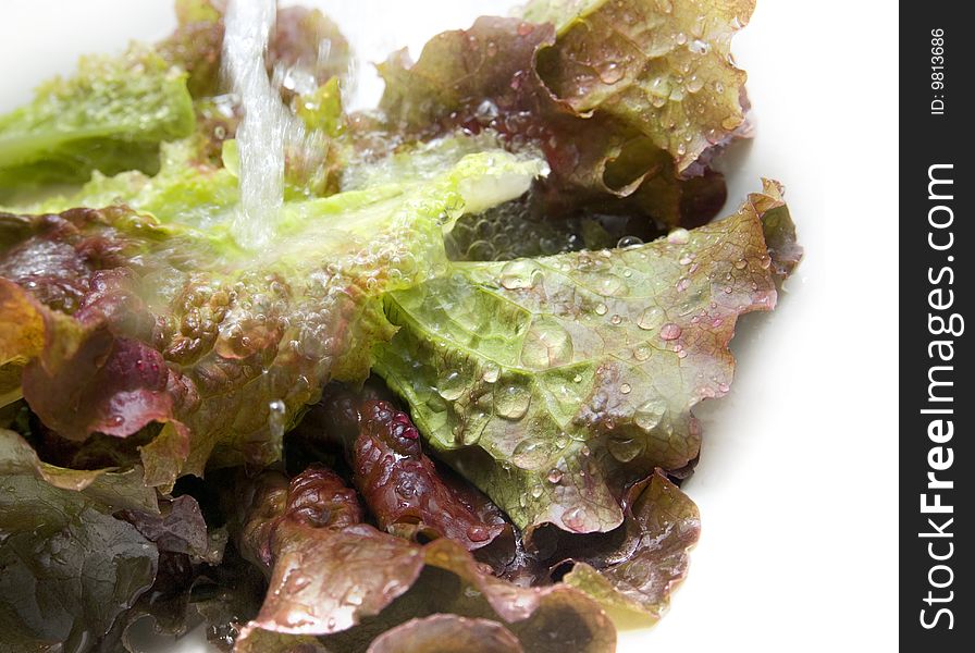 Red and green cabbage with water