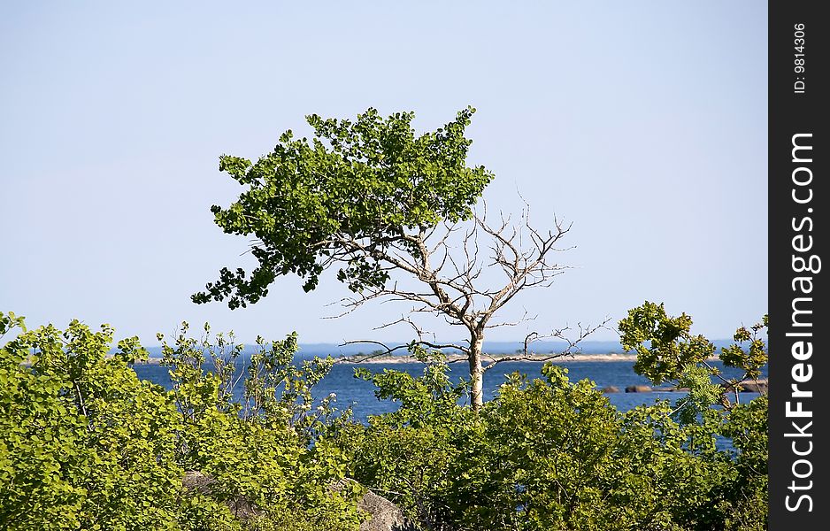 A tree which only lives on one side. A tree which only lives on one side.