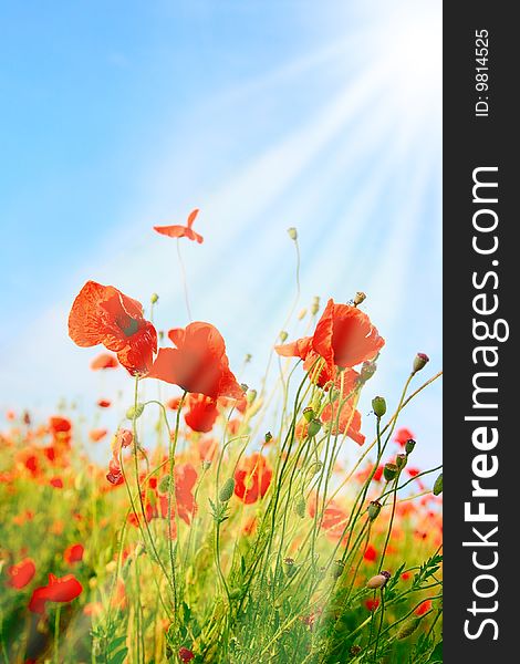 Poppy field background with sunlight