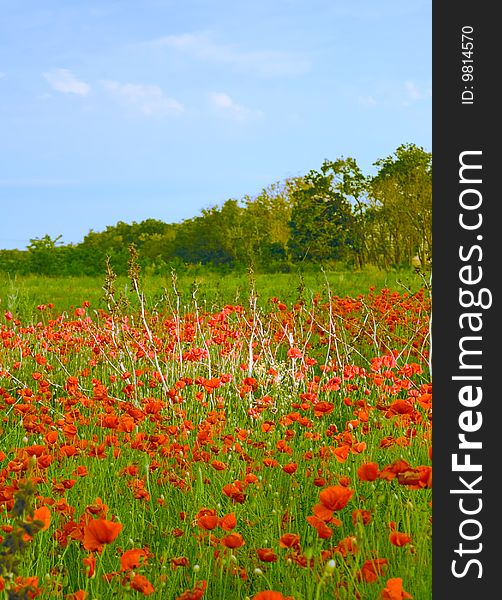 Poppy field background for your design