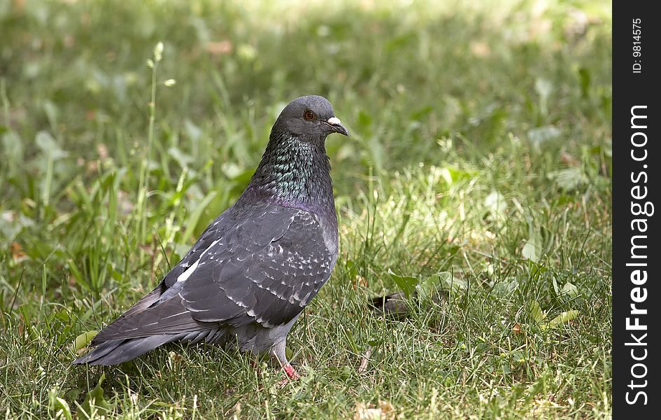 Pigeon is sitting on the grass