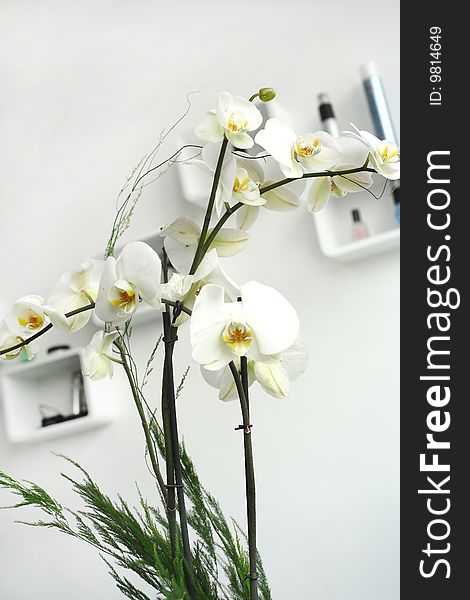 Detail in a modern interior of a hairdressers parlor . Orchid in a white environment. Detail in a modern interior of a hairdressers parlor . Orchid in a white environment