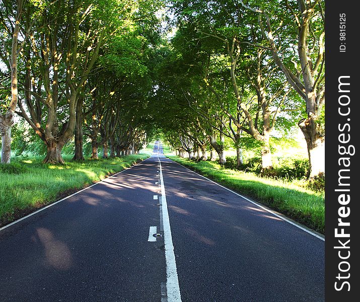 Road lined by trees creating a natural archway canopying the highway. Road lined by trees creating a natural archway canopying the highway