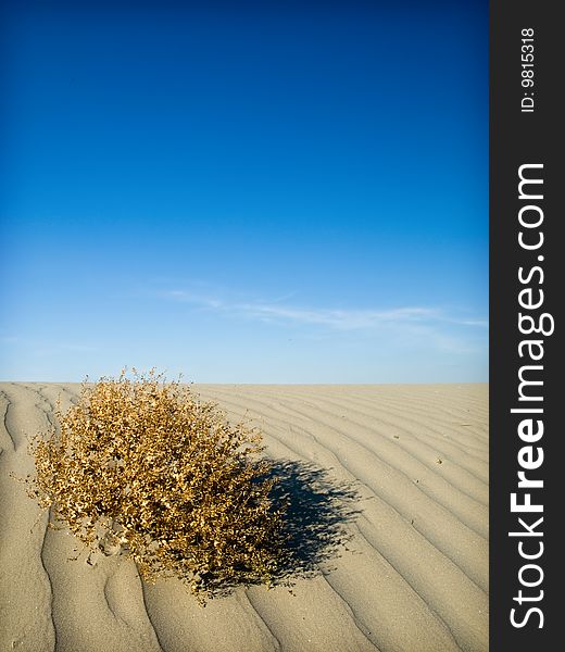 Desert landscape and sand dunes