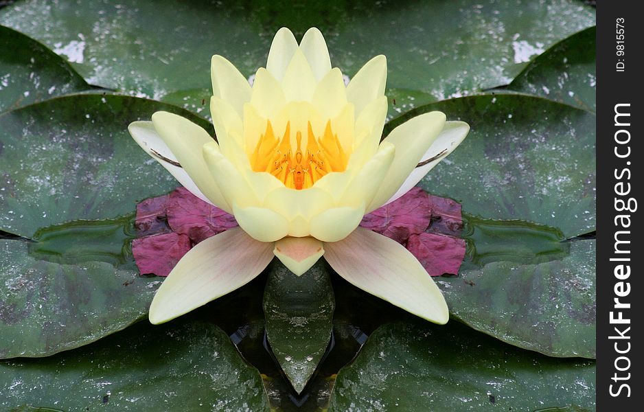 Yellow lily flower on a pond