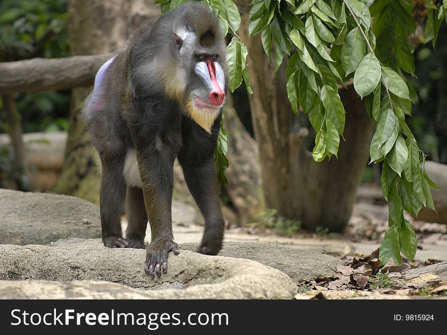 Lonely baboon looking for his friends. Lonely baboon looking for his friends