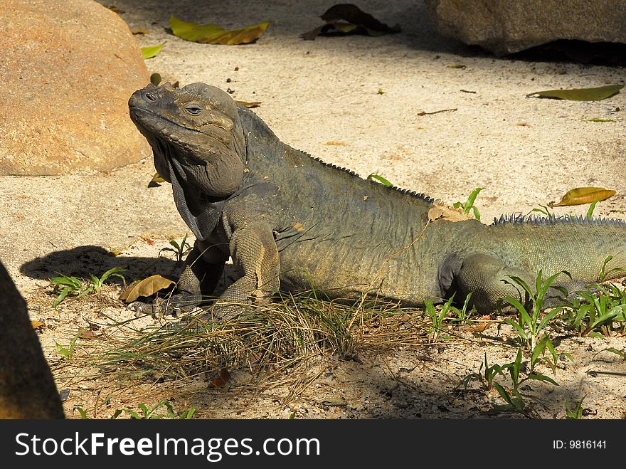 A lonely iguana having a sun bathing in the wild