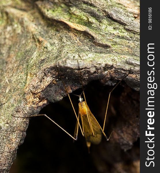 Large crane fly resting inside a log in the north woods of Central Park, New York City